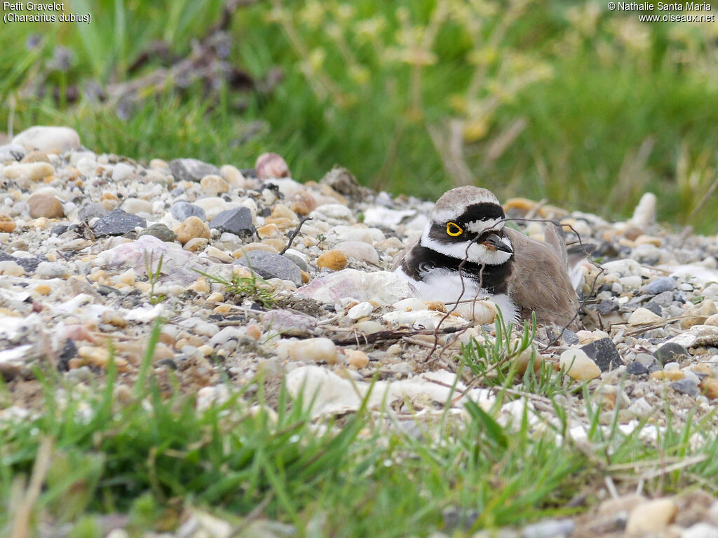 Petit Gravelotadulte, identification, habitat, Nidification