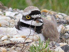 Little Ringed Plover