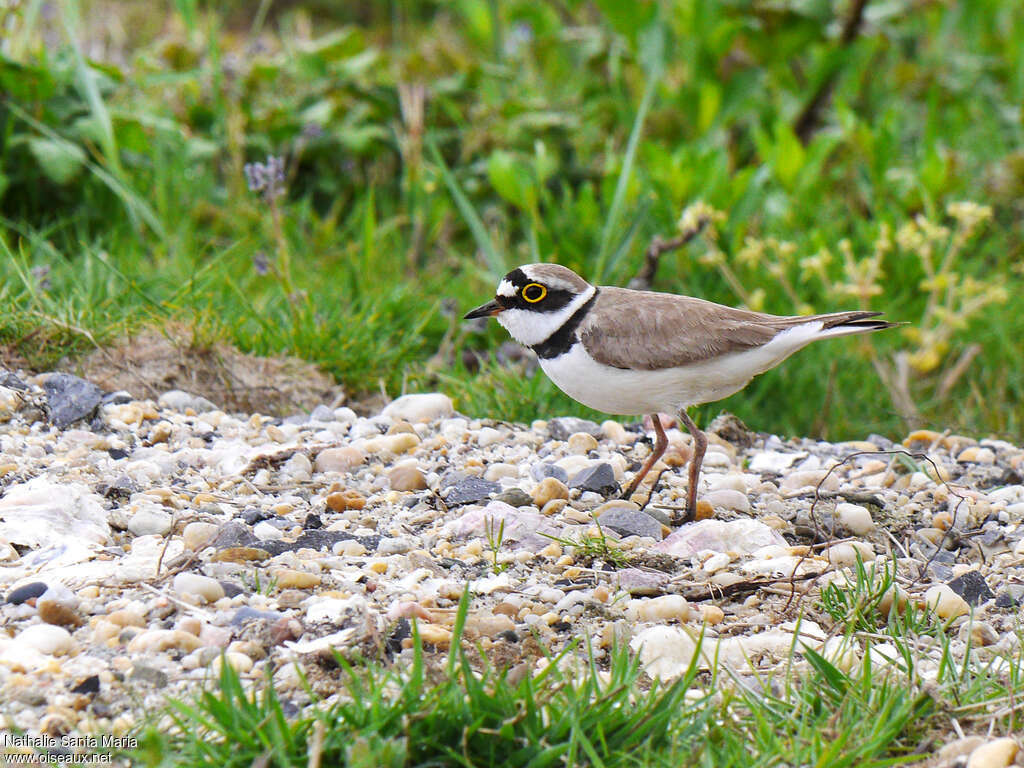 Little Ringed Plover male adult breeding, identification