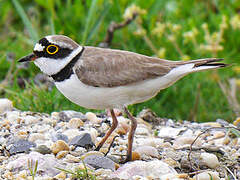 Little Ringed Plover