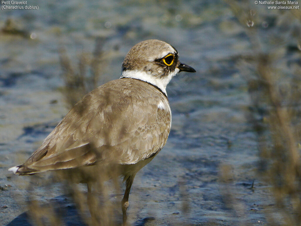 Petit Gravelotadulte, identification, habitat