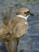 Little Ringed Plover