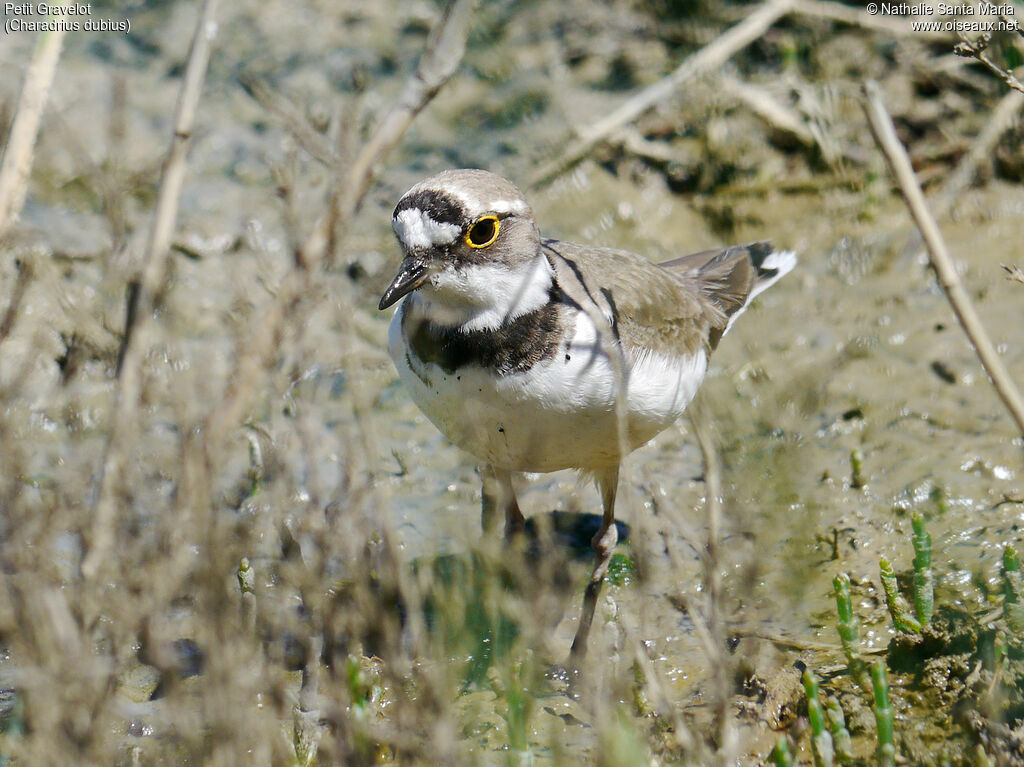 Petit Gravelotadulte, identification, habitat, marche