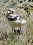 Little Ringed Plover