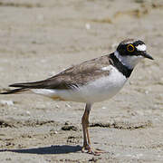 Little Ringed Plover