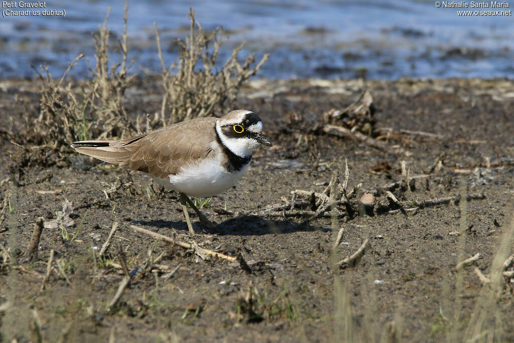 Petit Gravelotadulte nuptial, identification, habitat, marche