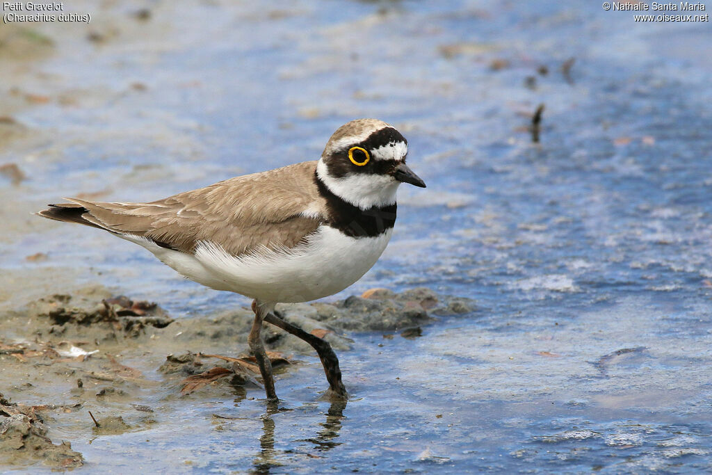 Little Ringed Ploveradult, identification, habitat, walking