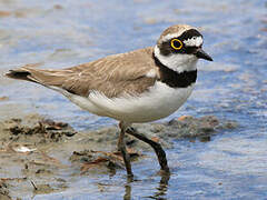 Little Ringed Plover