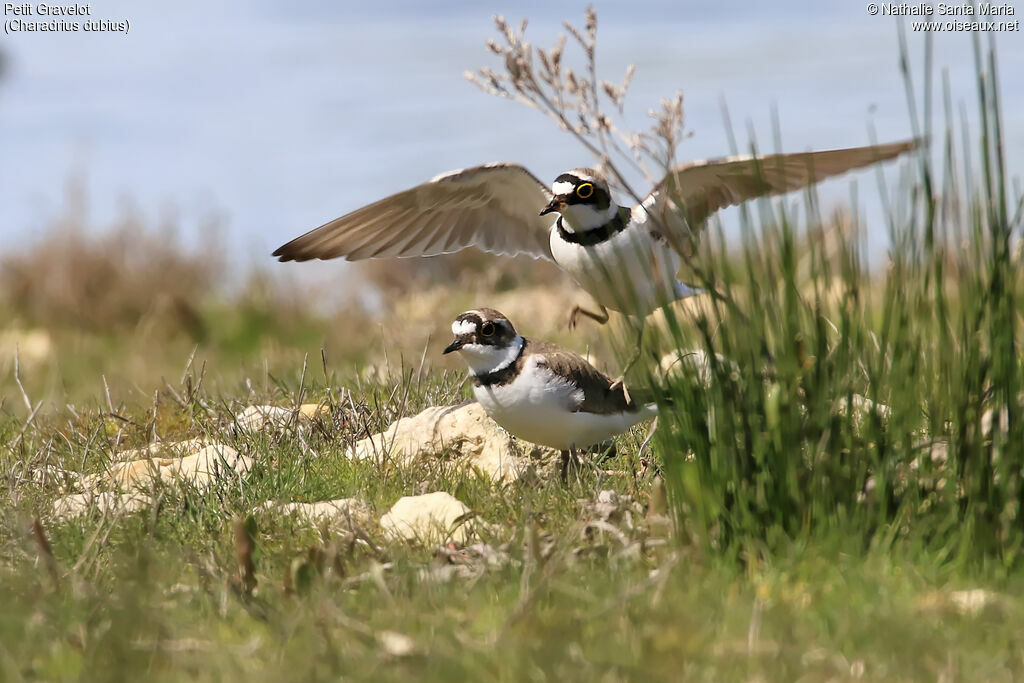 Little Ringed Ploveradult, habitat, mating.