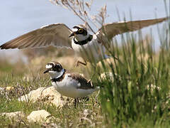 Little Ringed Plover