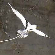 White-tailed Tropicbird