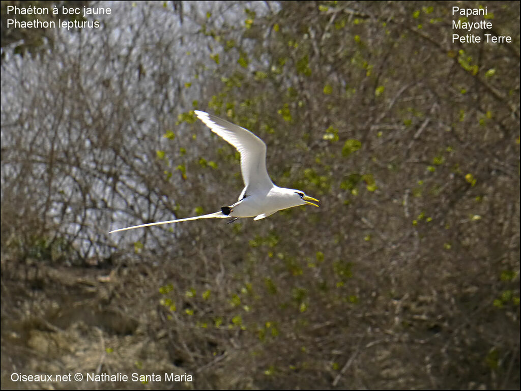 White-tailed Tropicbirdadult, Flight, Reproduction-nesting