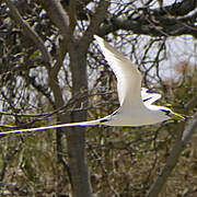 White-tailed Tropicbird