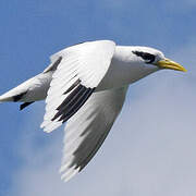 White-tailed Tropicbird