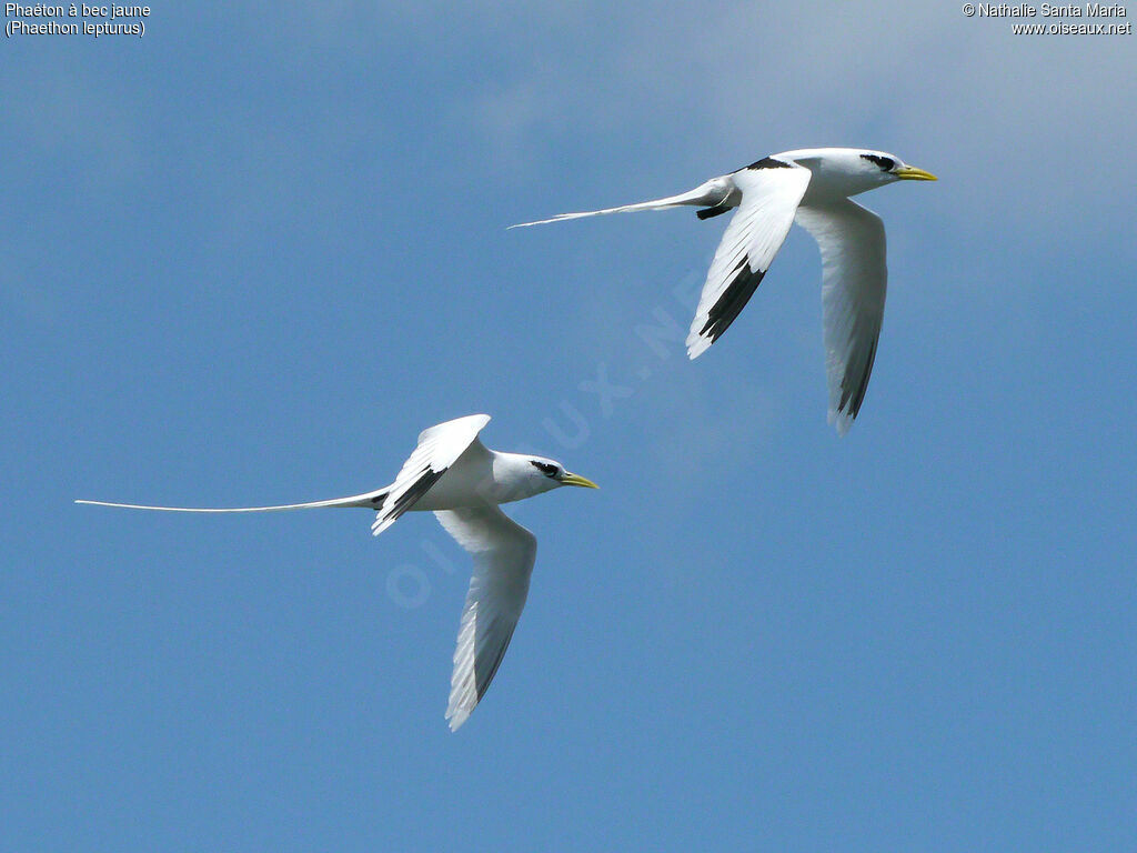 White-tailed Tropicbird adult, Flight, Behaviour