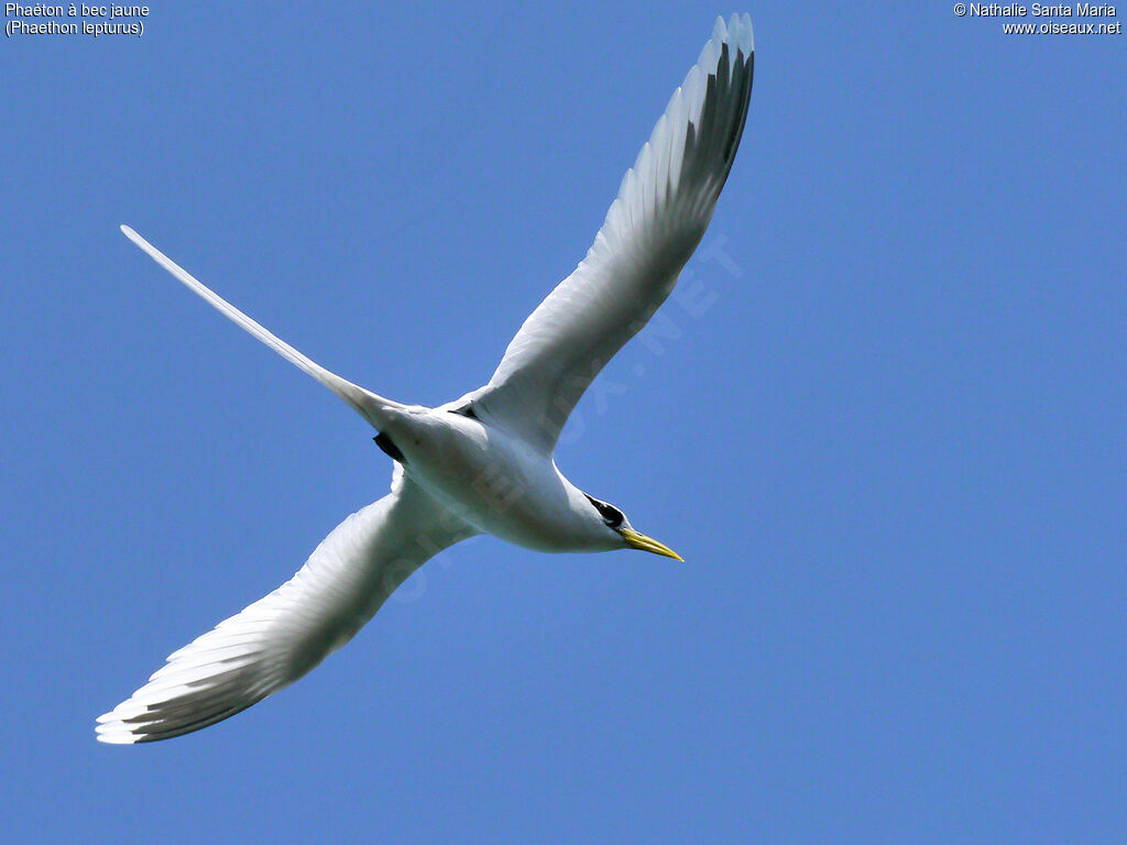 White-tailed Tropicbirdadult, Flight