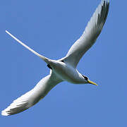 White-tailed Tropicbird