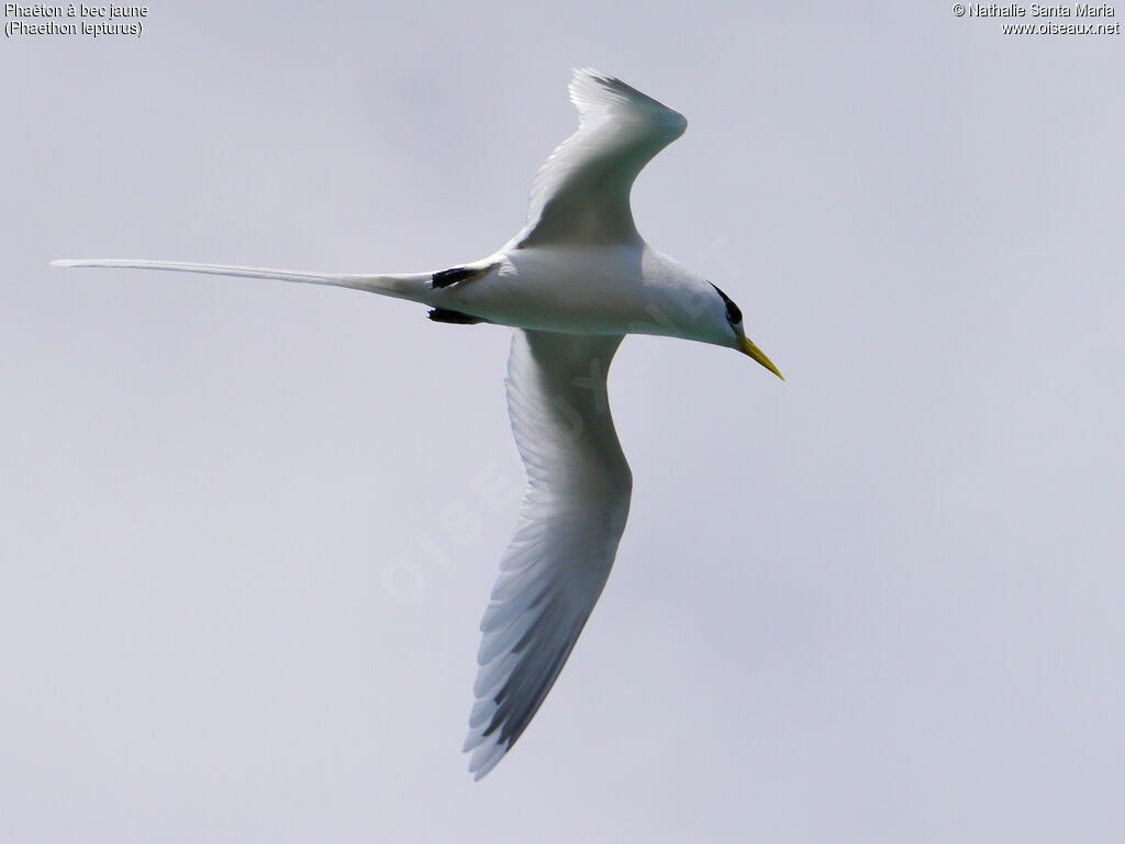 White-tailed Tropicbirdadult, Flight