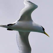 White-tailed Tropicbird