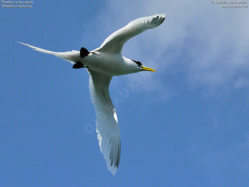 White-tailed Tropicbirdadult, Flight