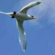 White-tailed Tropicbird