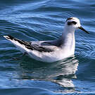 Phalarope à bec large