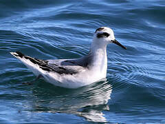 Phalarope à bec large