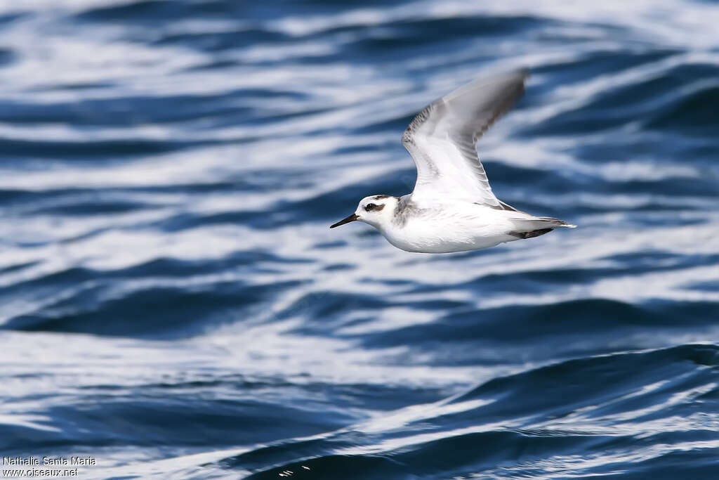 Red Phalaropeadult post breeding, Flight