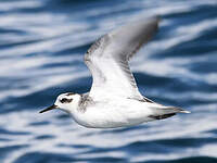 Phalarope à bec large