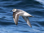 Phalarope à bec large