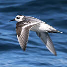 Phalarope à bec large