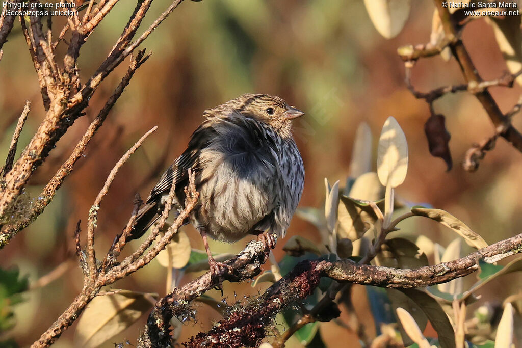 Phrygile gris-de-plomb femelle adulte, identification