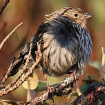 Phrygile gris-de-plomb