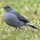 Phrygile gris-de-plomb