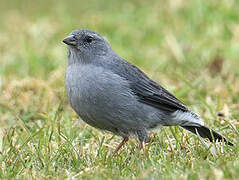 Plumbeous Sierra Finch