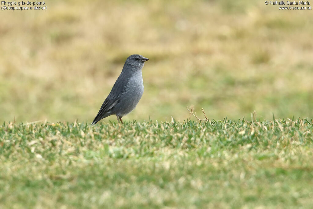 Phrygile gris-de-plomb mâle adulte, identification