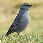 Phrygile gris-de-plomb