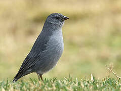 Plumbeous Sierra Finch