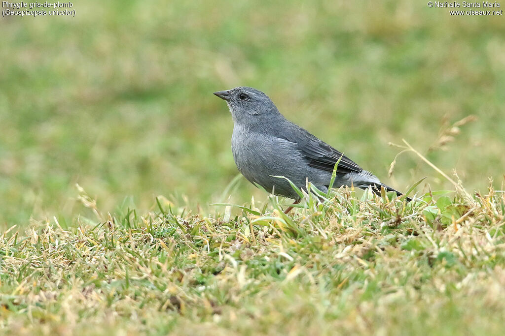 Phrygile gris-de-plomb mâle adulte, identification