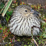 Phrygile gris-de-plomb