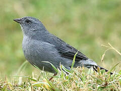 Plumbeous Sierra Finch