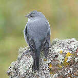 Phrygile gris-de-plomb