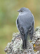 Plumbeous Sierra Finch