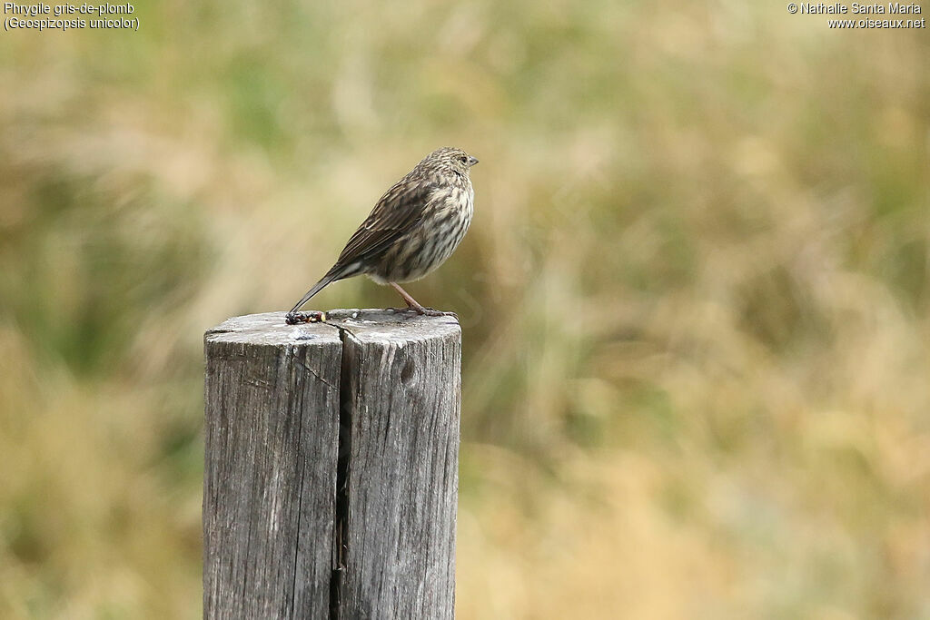 Phrygile gris-de-plomb femelle adulte, identification