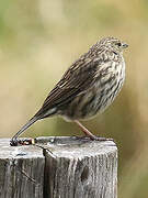 Plumbeous Sierra Finch