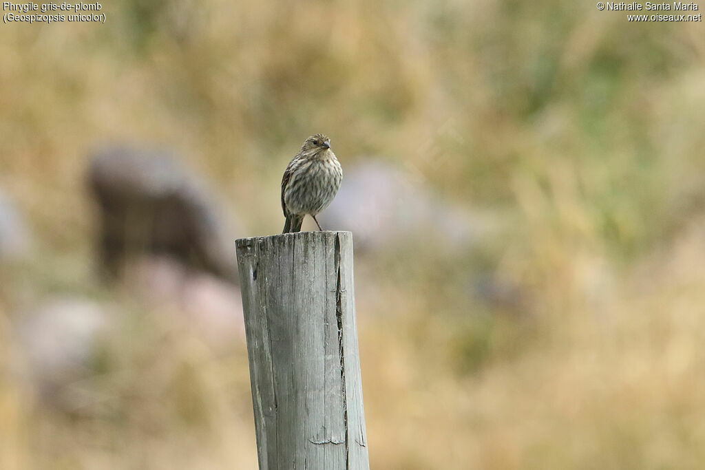 Plumbeous Sierra Finch female adult, habitat