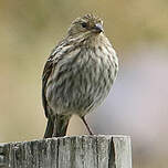 Phrygile gris-de-plomb