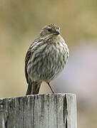 Plumbeous Sierra Finch