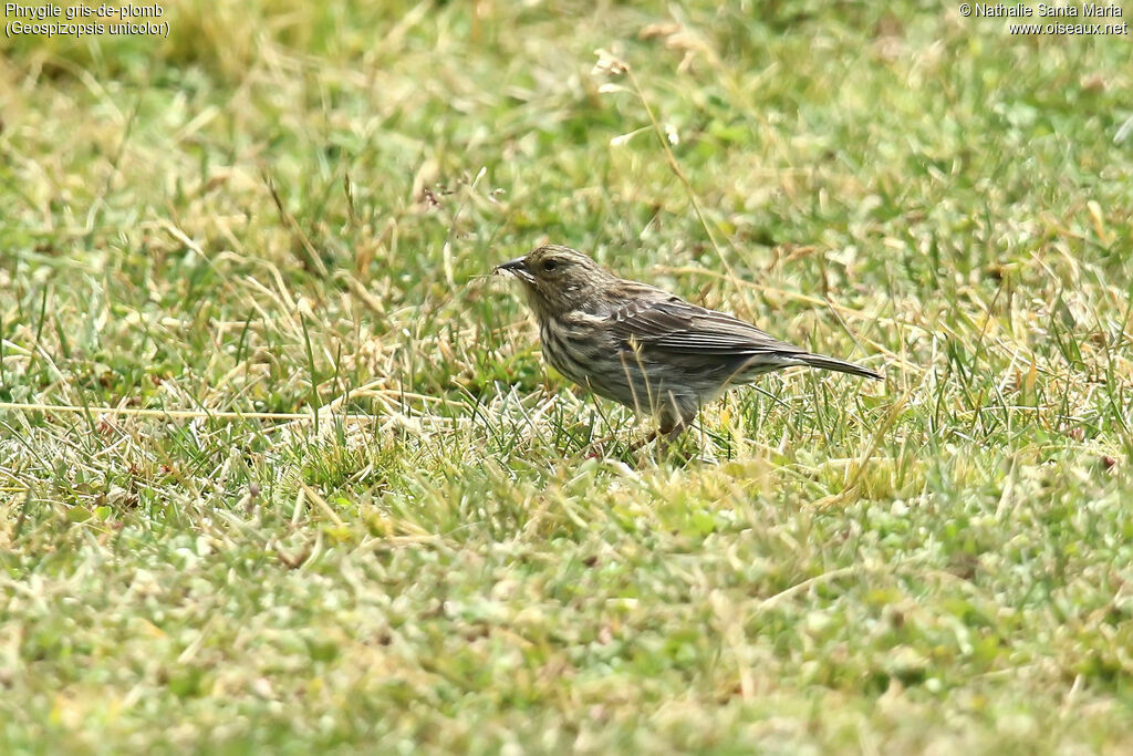 Phrygile gris-de-plomb femelle adulte, identification, régime, mange