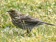 Plumbeous Sierra Finch